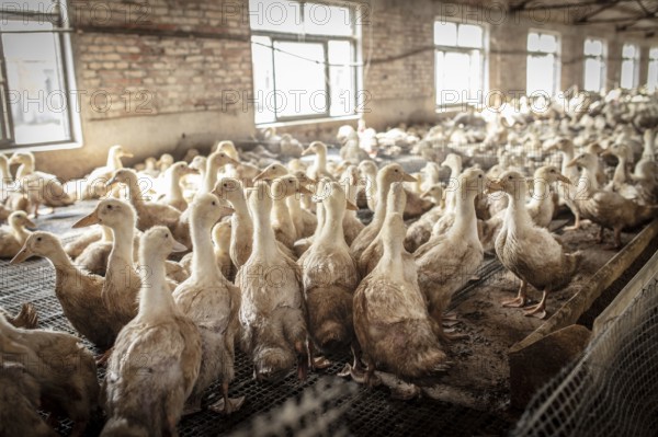 Ducks in rearing station, Jiang Su Salted Duck Farming Co. Ltd, Xiang Shui County, China, Asia