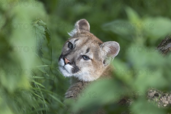 One puma kitten, Puma concolor, sitting in dense green vegetation. Only the face can be seen, looking to the camera