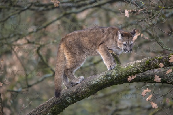One young adult cougar, Puma concolor, standing on a big branch high up in an oak tree