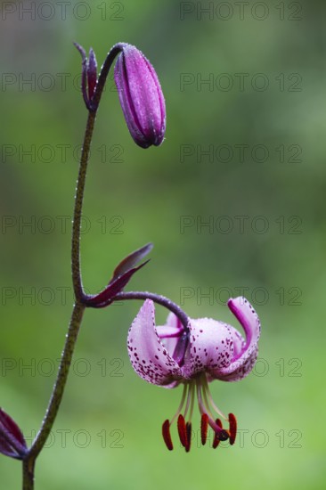 Martagon or Turk's Cap lily (Lilium martagon), close up of an open blossom and a closed bud, covered in raindrops, Hesse, Germany, Europe