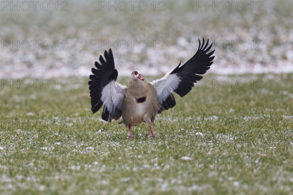 Egyptian goose (Alopochen aegyptiaca), adult bird in flight, landing on a meadow with wings outstretched, in winter, Hesse, Germany, Europe