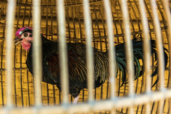 Caged rooster, cage farming, animal husbandry, animal cruelty, law, farm animals, self-sufficient, Asian, food, nutrition, caged, trapped, Indonesia, Asia