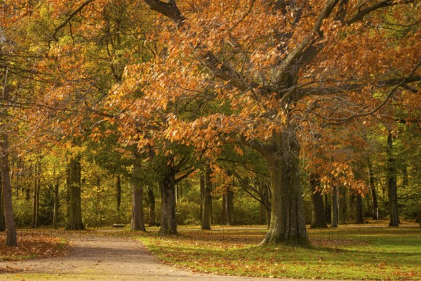 The Great Garden in Dresden is a park of Baroque origin. The Great Garden has been remodelled many times in the course of its more than three hundred years of history, although the basic baroque structure has remained recognisable., Dresden, Saxony, Germany, Europe