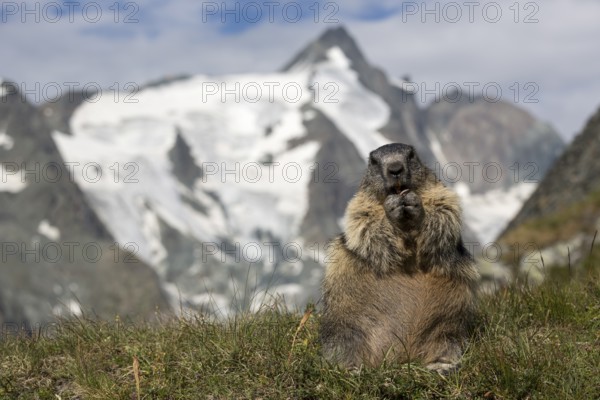 One adult Alpine Marmot, Marmota marmota, sitting in front of the Grossglockner mountain in bright sunlight and a blue sky with some clouds