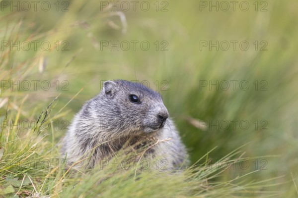 One young Alpine Marmot, Marmota marmota, sitting in high green grass, feeding on some leaves. Green grass around. Grossglockner high alpine road, Hohe Tauern National Park