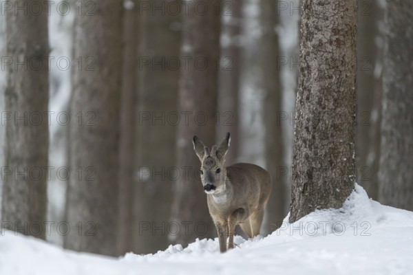One young male Roe Deer, Roe buck (Capreolus capreolus), walking through a forest in deep snow. Trees in the background