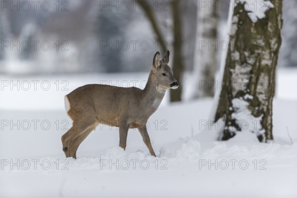 One young male Roe Deer, Roe buck (Capreolus capreolus), standing in a forest in deep snow. Trees in the background