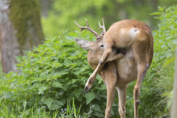 One male Roe Deer, Roe buck (Capreolus capreolus), walking on the forest floor through dense vegetation on hilly ground