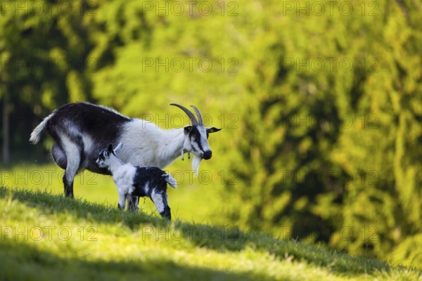A female peacock goat (Capra aegagrus f. hircus) with her young is standing on a fresh green meadow with a forest in the background