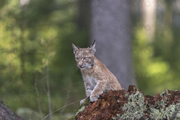 One young Eurasian lynx, (Lynx lynx), standing on a rotten tree stump in a forest. Green vegetation around him