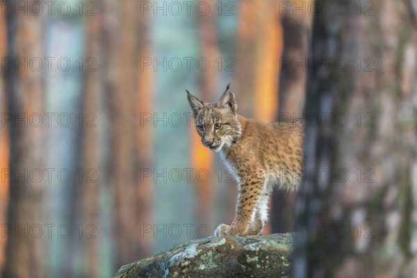 One young Eurasian lynx, (Lynx lynx), standing on a rock in a forest. Early morning light at sunrise. Trees in the background