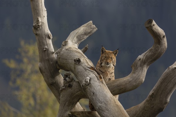 One Eurasian lynx, (Lynx lynx), standing high up on a dead tree. Frontal view with mountains and green vegetation and fog in the background