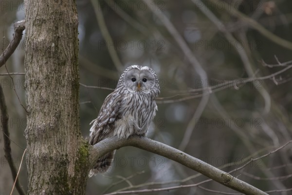 One Ural owl (Strix uralensis) sitting on a branch of a tree in a forest