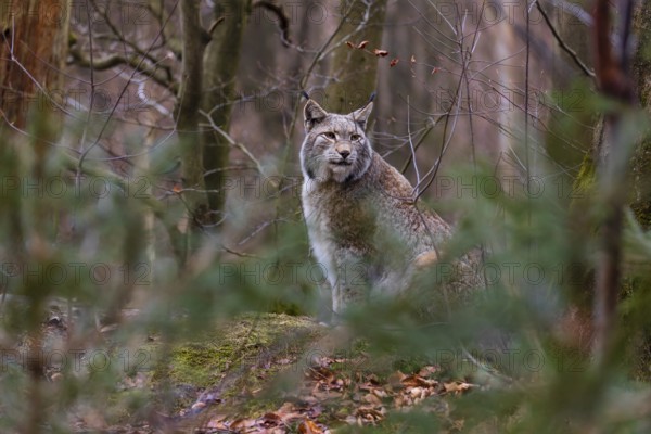 One adult Eurasian lynx, (Lynx lynx), sitting in the undergrowth of a forest floor