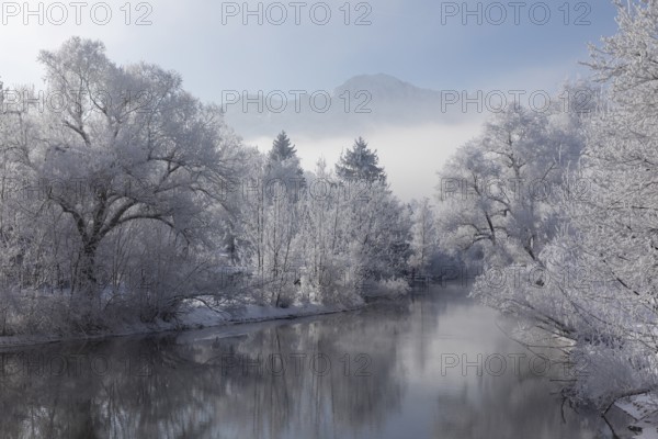 Lake Kochelsee in Bavaria, Germany. River Loisach leaving the lake. Winter, hoar frosted trees standing riverside in fog mixed with sunlight