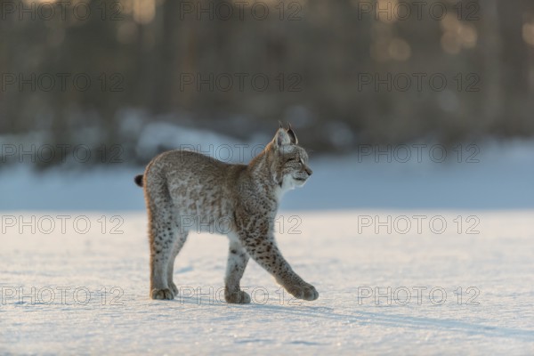 One young male Eurasian lynx, (Lynx lynx), walking over a snow covered meadow in backlight condition with a forest in the background in early morning light