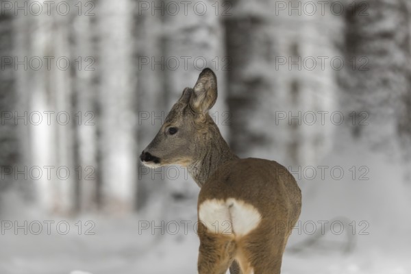 Portrait of a young male Roe Deer, Roe buck (Capreolus capreolus), standing in a forest in deep snow. Trees in the background