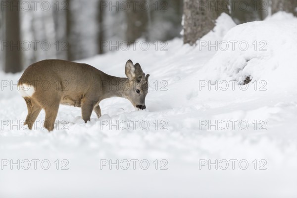 One young male Roe Deer, Roe buck (Capreolus capreolus), walking through a forest in deep snow. Trees in the background