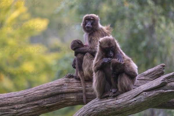 Two female Gelada (Theropithecus gelada), or bleeding-heart monkey sitting on a log each grooming their baby. A green forest in the background