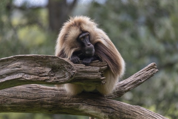 Portrait of an adult male Gelada (Theropithecus gelada), or bleeding-heart monkey, resting on a log