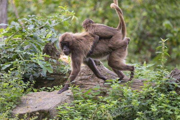 One female with one baby Gelada (Theropithecus gelada), or bleeding-heart monkey riding on her back, walking through riverine vegetation