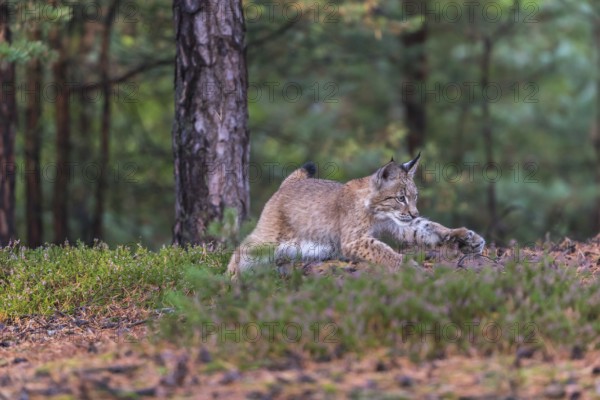 One young Eurasian lynx, (Lynx lynx), running thru a forest. Green vegetation around him
