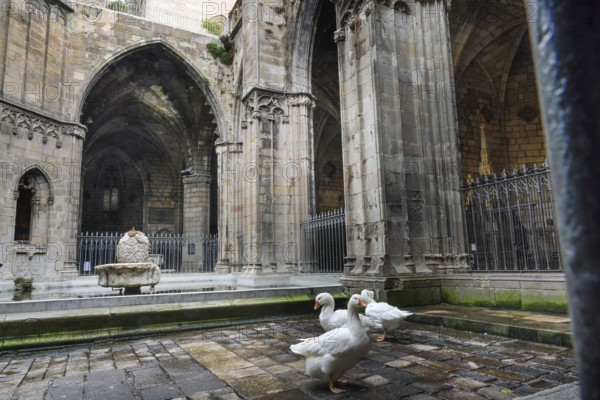 Cloister with garden, geese in the courtyard, Cathedral, Catedral de la Santa Creu i Santa Eulalia, Barcelona, Catalonia, Spain, Europe