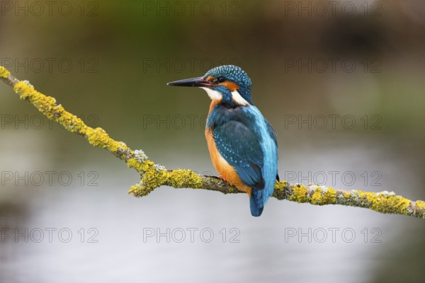Kingfisher (Alcedo attis), adult male, perched on a branch, resting, Hesse, Germany, Europe