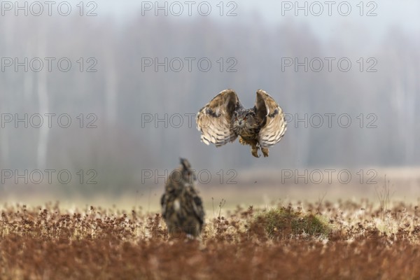 One female Eurasian Eagle Owl, Bubo bubo, sitting on a meadow and a male Eagle Owl flying over it. Slight fog around. A forest in the background