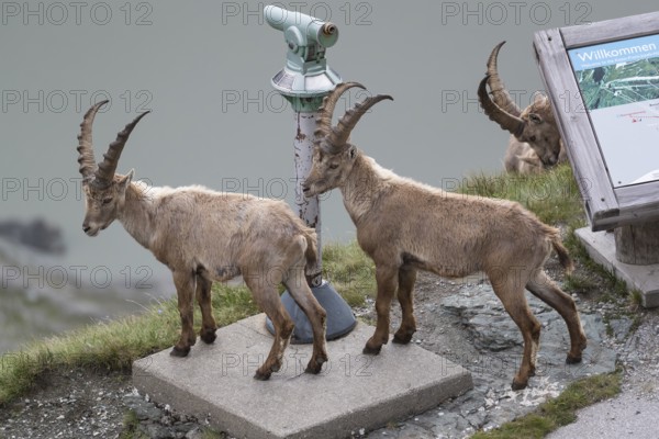 Some ibex (Capra ibex) walking along the Grossglockner High Alpine Road, looking interested on the information sign and the Monocular, behave like tourists. On 2500 m sea level in the Hohe Tauern National Park