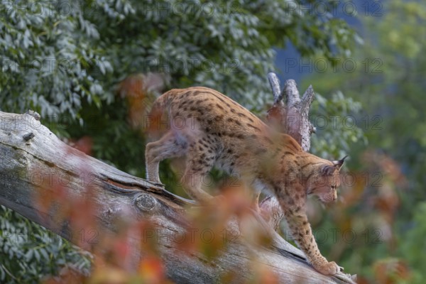 One Eurasian lynx, (Lynx lynx), walking down a fallen tree. Side view with green vegetation in the background. Fall foliage in the front