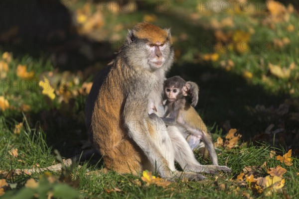 One female patas monkey (Erythrocebus patas)with her baby in late light on a green meadow
