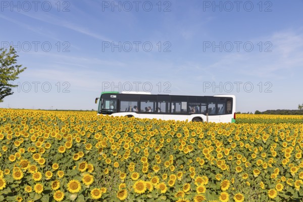 VGM bus line 446 from Riesa to Meißen between sunflower fields near Hirschstein, Saxony, Germany, Europe