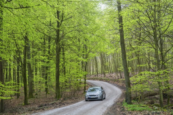 Car on forest road o beech forest in spring in Snogeholm nature reserve, Sjöbo municipality, Skåne county, Sweden, Scandinavia, Europe