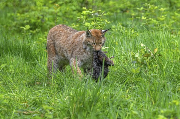 Hunting Eurasian lynx (Lynx lynx) walking with killed muskrat (Ondatra zibethicus) prey in its muzzle in meadow, grassland. Captive