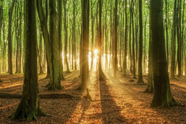 The setting sun shines brightly through a near-natural beech forest (Fagus sp.), Stubnitz forest area, Jasmund National Park, Rügen Island, Mecklenburg-Western Pomerania, Germany, Europe