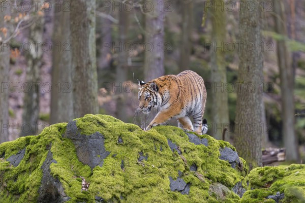One young female Siberian Tiger, Panthera tigris altaica, standing on a rock in a forest