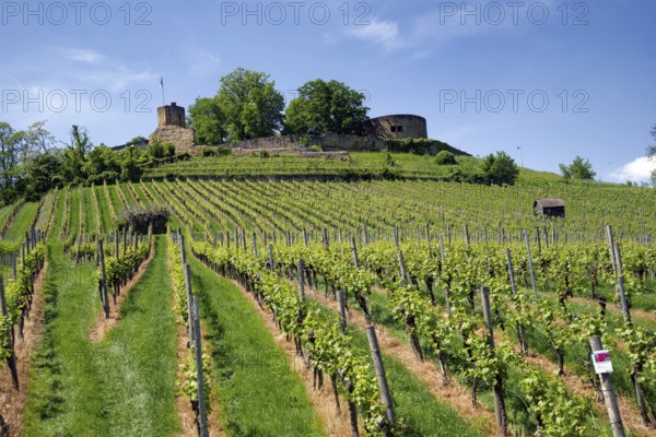 Vineyards at the Weibertreu castle ruins, Weinsberg, Neckargemünd, Baden-Württemberg, Germany, Europe