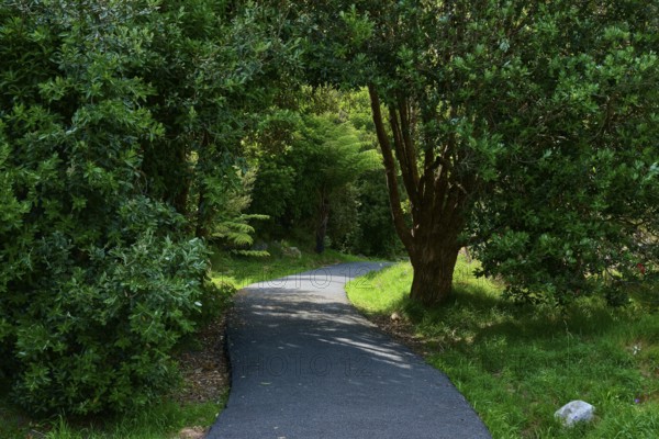 A quiet, winding path amidst green trees and lush nature, Cathedral Cove, Hahei, Coromandel Peninsula, North Island, New Zealand, Oceania