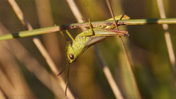 Close-up of a grasshopper (locusta) sitting on a plant in nature, Strofilia biotope, wetlands, Kalogria, Peloponnese, Greece, Europe