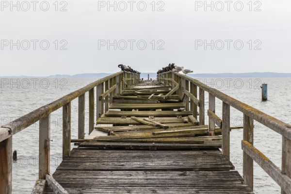 A dilapidated wooden jetty with perched birds juts out over the sea, Rügen