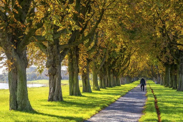 Dense chestnut tree avenue at the Rhine dike near Neuss, Deichallee, autumn, colourful leaves, walker, North Rhine-Westphalia, Germany, Europe