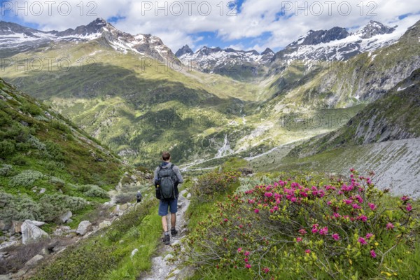 Mountaineer on hiking trail in front of picturesque mountain landscape with blooming alpine roses, rocky mountain peaks with snow, valley Zemmgrund with Zemmbach, mountain panorama with summit Großer Mörchner and Zsigmondyspitze, Berliner Höhenweg, Zillertal Alps, Tyrol, Austria, Europe