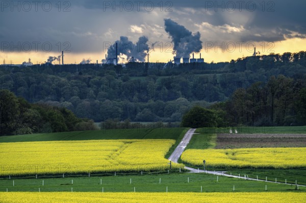 View over Mülheim an der Ruhr, Ickten, rape fields, over the Ruhr heights, to Duisburg-Hüttenheim, steelworks, blast furnaces, coking plant, of the Krupp-Mannesmann steelworks, HKM, North Rhine-Westphalia, Germany, Europe