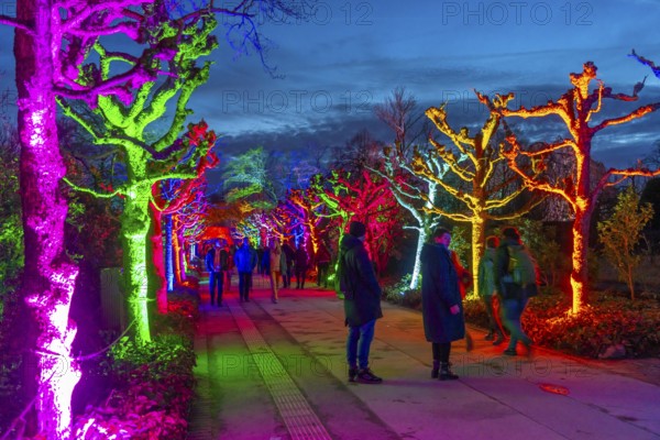 Parkleuchten, event in winter, in the Grugapark in Essen, many different light installations, across the park, attract many thousands of visitors, North Rhine-Westphalia, Germany, Europe