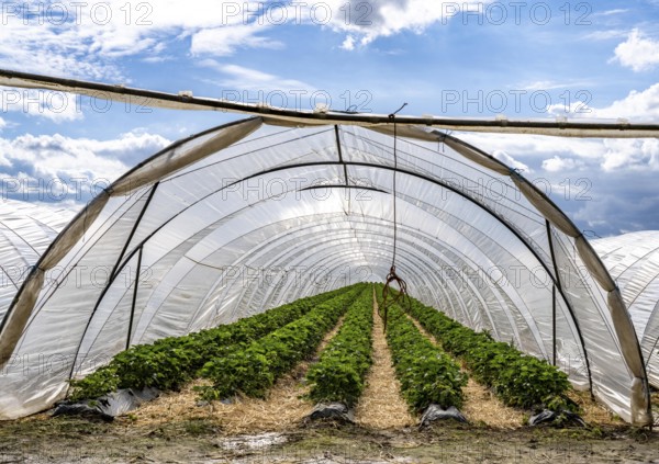 Agriculture, large areas with foil tunnels, for the cultivation of strawberries, wind farm, south of Lövenich, belongs to Erkelenz, in the district of Heinsberg, North Rhine-Westphalia, Germany, Europe