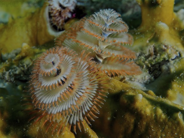 Close-up of exotic Christmas tree worm (Spirobranchus giganteus) on a coral, dive site John Pennekamp Coral Reef State Park, Key Largo, Florida Keys, Florida, USA, North America