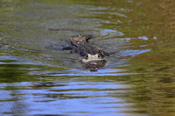 Mississippi Alligator (Alligator mississippiensis), pike alligator, adult, in water, swimming, Florida, USA, North America