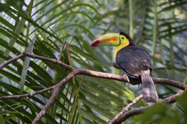Fishing toucan (Ramphastos sulfuratus) Costa Rica