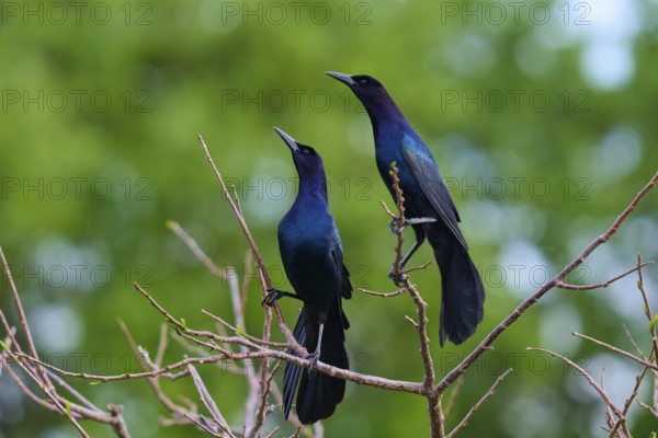 Common Grackle (Quiscalus quiscula), two birds on tree, Wakodahatchee Wetlands, Delray Beach, Florida, USA, North America